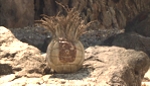 Seul au monde: Wilson